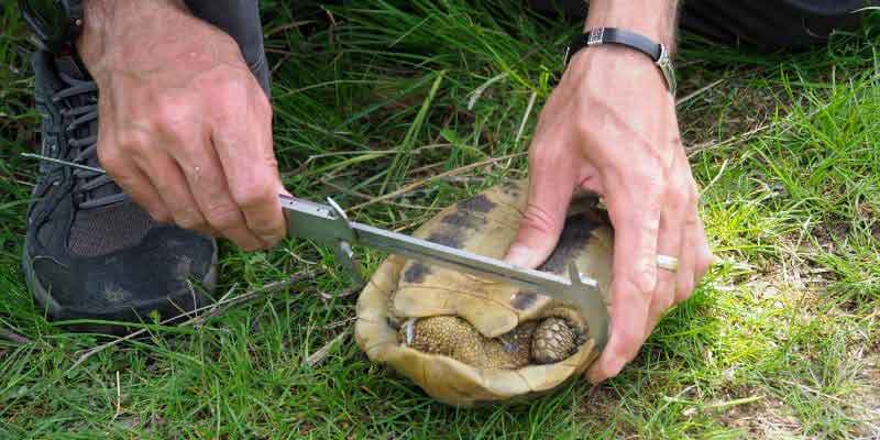 Growth Rate of Hermanns Tortoises