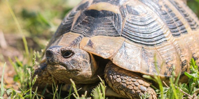 Hermann’s Tortoise