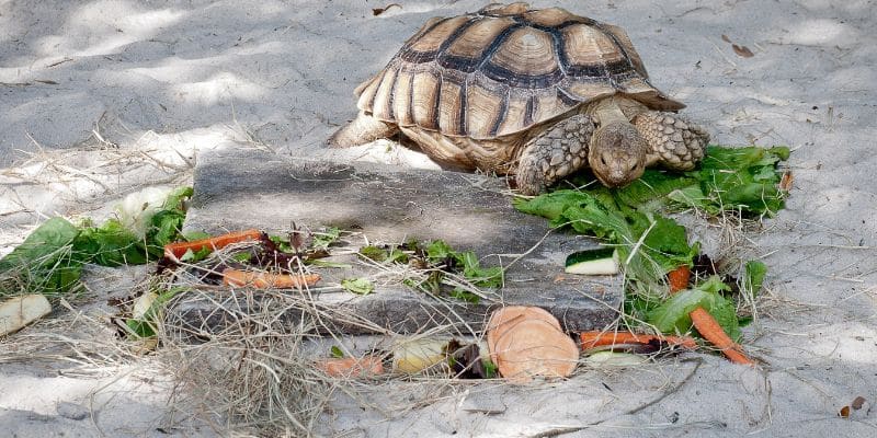 Leopard Tortoise Size Guide