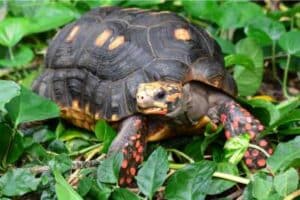 Red Footed Tortoise Size