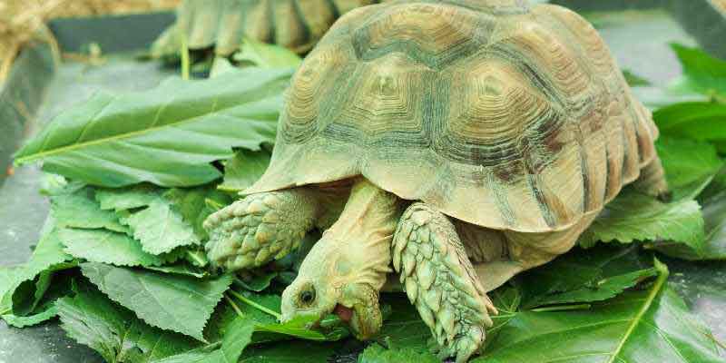 Sulcata Tortoise Size: What Every Owner Needs to Know Before It's Too Late 3 Sulcata Tortoise Dietary Needs