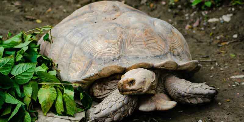 Sulcata Tortoise Size: What Every Owner Needs to Know Before It's Too Late 1 Sulcata Tortoise Growth and Size