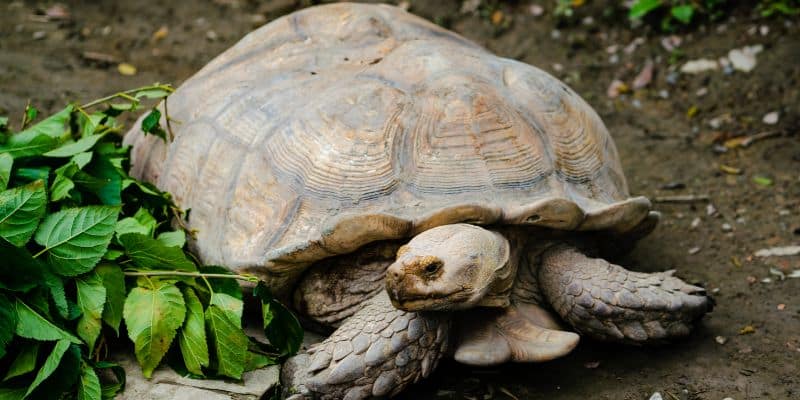 Sulcata Tortoise Growth and Size