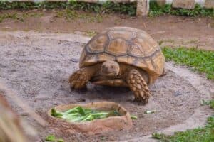 Sulcata Tortoise size