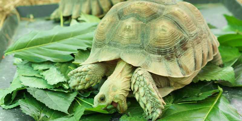 Sulcata tortoise Dietary Needs