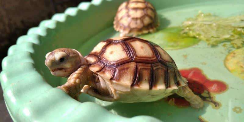 Sulcata tortoise