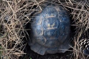 Do All Tortoises Hibernate