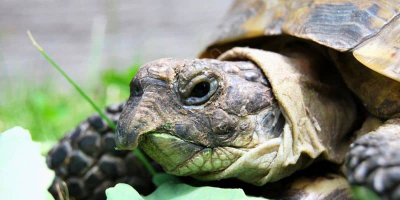 Russian Tortoise