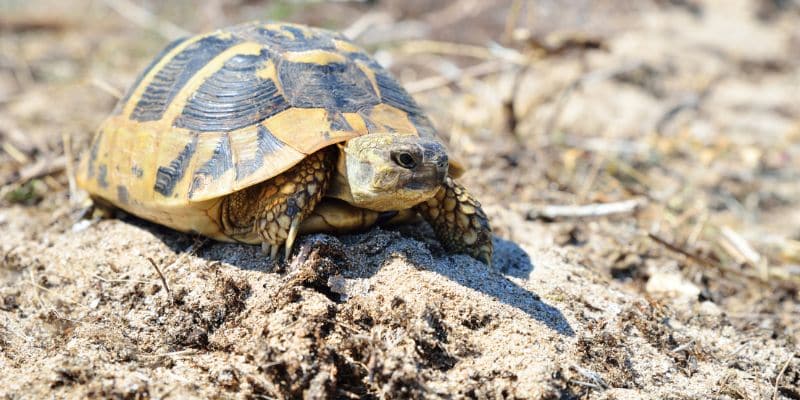 Marginated Tortoise