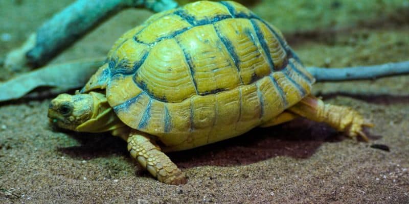 Kleinmann’s Tortoise