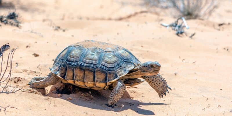 Desert Tortoise