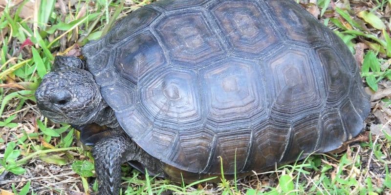 Gopher Tortoise