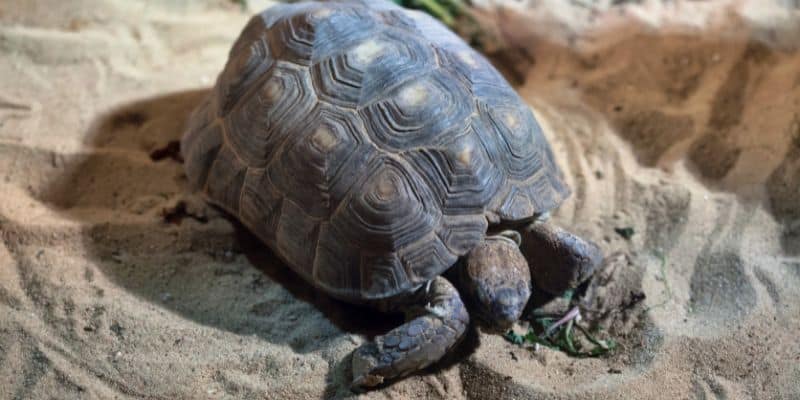 Sulcata Tortoise