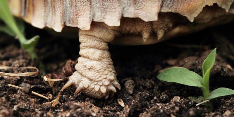 thigh spurs on Sulcata tortoise