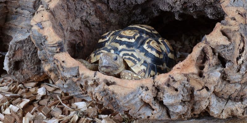 Leopard tortoise