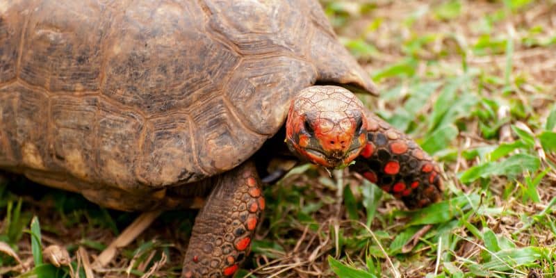 Red Footed Tortoise