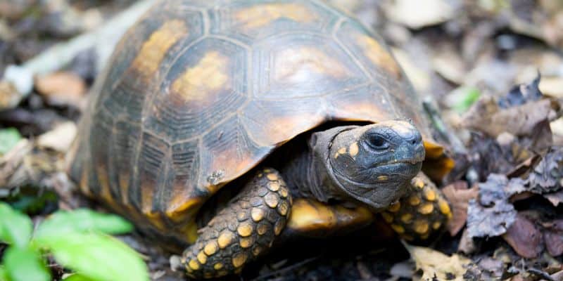 Yellow Footed Tortoise