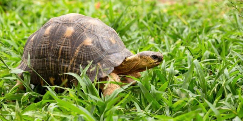 Radiated Tortoise