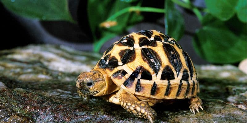 Indian Star Tortoise