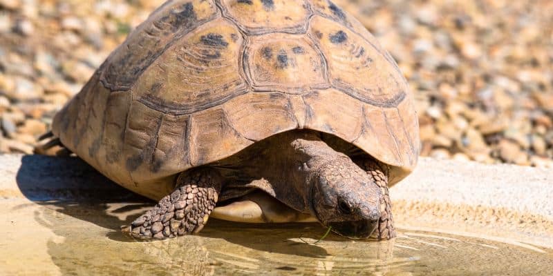 Tortoise Drinking Water