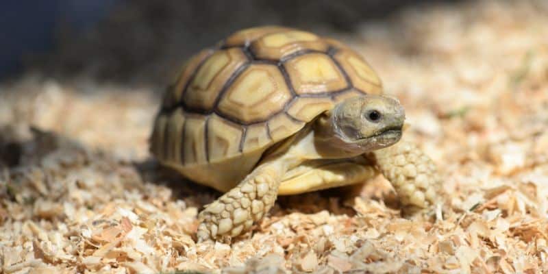 Sulcata Tortoise Baby