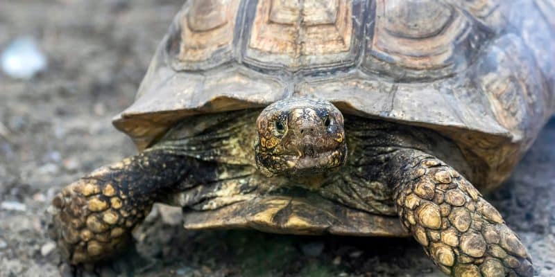 African Spurred Tortoise