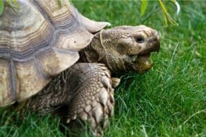 Sulcata Tortoise Prices