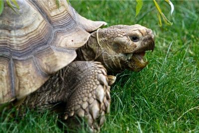 Sulcata Tortoise Prices