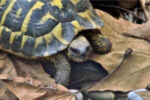 hermann's tortoise temperature and humidity