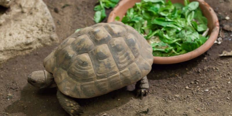 Western Hermann’s Tortoise