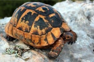 greek tortoise lifespan