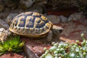 hermann's tortoise size