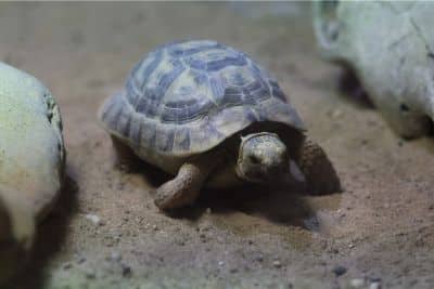 horsfield tortoise lifespan