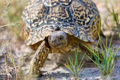 leopard tortoise prices