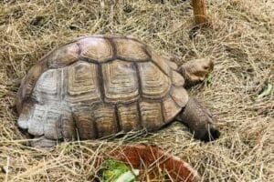 sulcata tortoise humidity and temperature