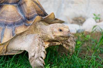 sulcata tortoise pet