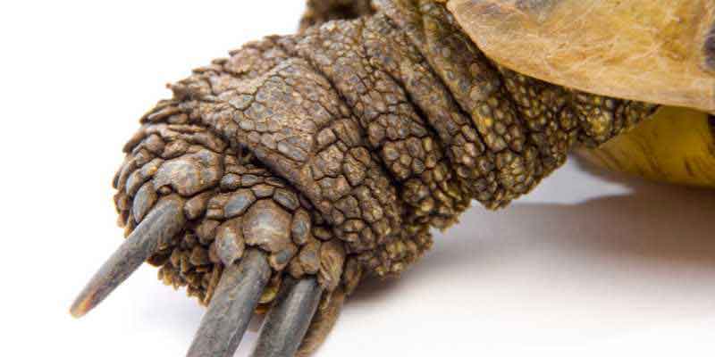 Tortoise Anatomy: A Complete Guide to How These Amazing Reptiles Work 3 Appendages: The Legs, Feet, and Tails of Tortoises