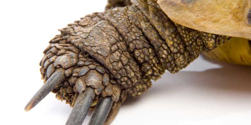 Appendages: The Legs, Feet, and Tails of Tortoises