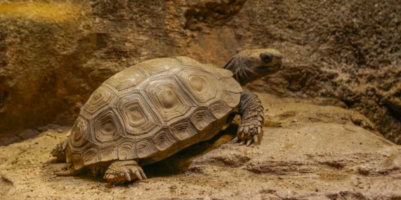 Tortoise Physical Enrichment