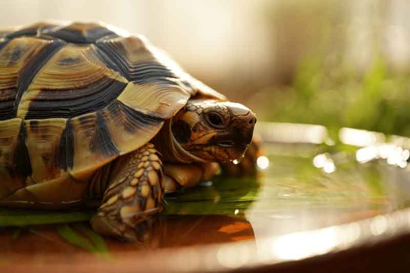 Unhealthy Tortoise Poop: What It Looks Like and What To Do About It 3 Learn what unhealthy tortoise poop looks like, from diarrhea to blood in stool. Get guidance on identifying fecal problems & when to call your vet.