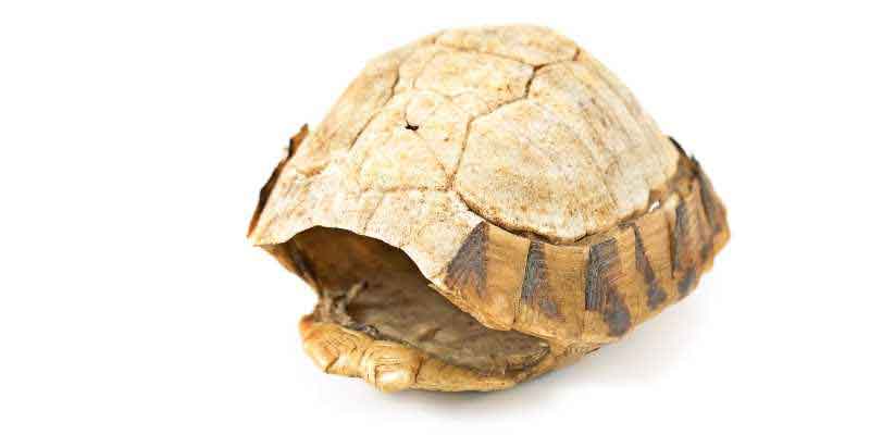 Tortoise Anatomy: A Complete Guide to How These Amazing Reptiles Work 1 Tortoise Shell