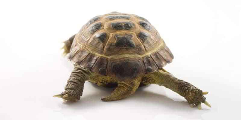 Tortoise Anatomy: A Complete Guide to How These Amazing Reptiles Work 4 Tortoise Tails
