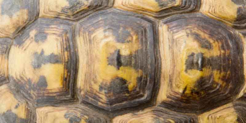 Tortoise Anatomy: A Complete Guide to How These Amazing Reptiles Work 2 Tortoise’s Skeletal System
