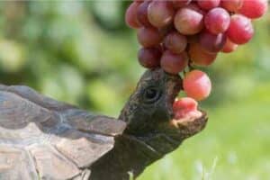 how long can a tortoise go without food