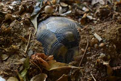 how long do tortoises hibernate