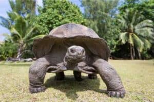 how to tell how old a tortoise is