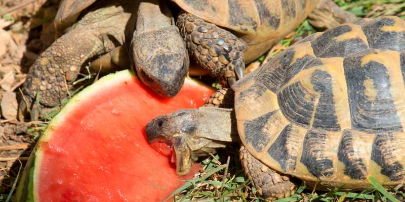 Tortoise Dietary Enrichment