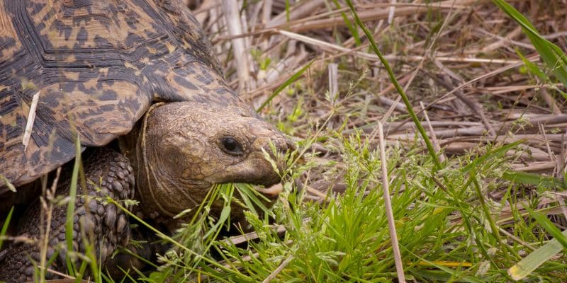 tortoise eating grass