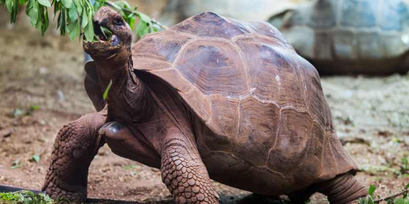 tortoise eating leaves