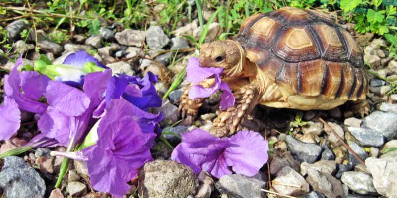 tortoise eating petunia